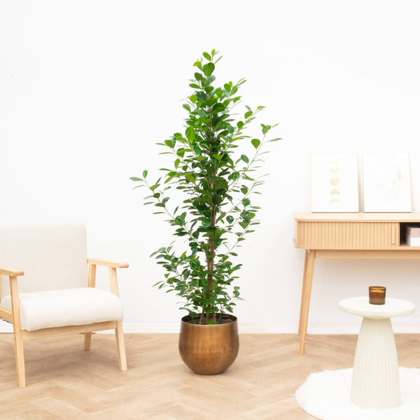 Ficus Microcarpa moclame struik - 150 cm kopen bij Green Bubble