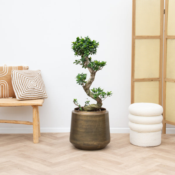 Ficus Microcarpa Ginseng S shape - 80cm