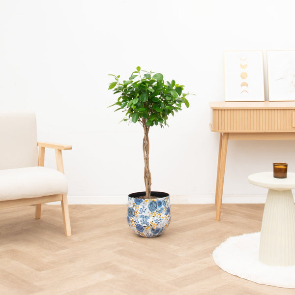 Ficus Moclame gevlochten stam - 100 cm