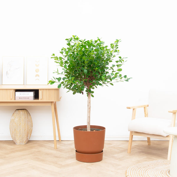 Ficus Microcarpa Moclame - 150cm