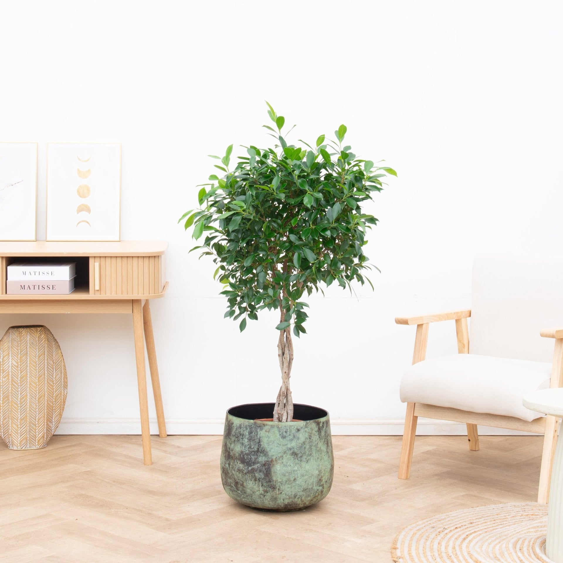 indoor plant with twisted trunk Ficus Nitida braided trunk - 100cm
