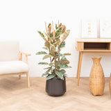 Product afbeelding 1