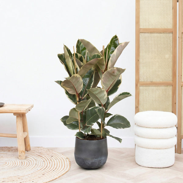 Ficus Tineke struik - 80cm kopen bij Green Bubble