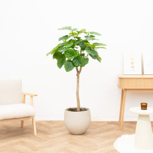Ficus Umbellata - 140cm