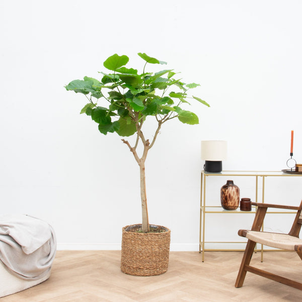 Ficus Umbellata - 220cm