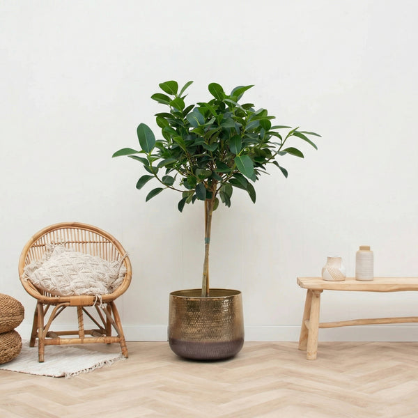 Ficus Australis op stam - 100cm