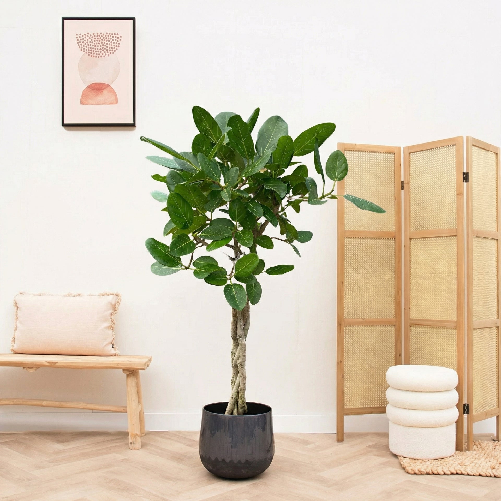 is ficus audrey poisonous to dogs Ficus Benghalensis audrey braided trunk - 120cm