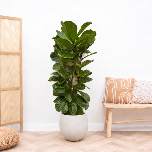 Ficus Lyrata struik - 180cm kopen bij Green Bubble