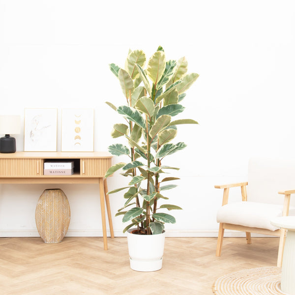 Ficus Tineke struik - 120cm