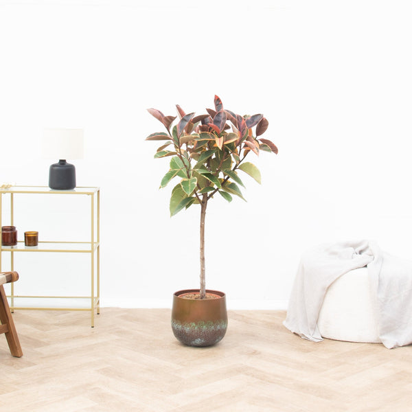 Ficus Elastica Belize op stam - 130cm