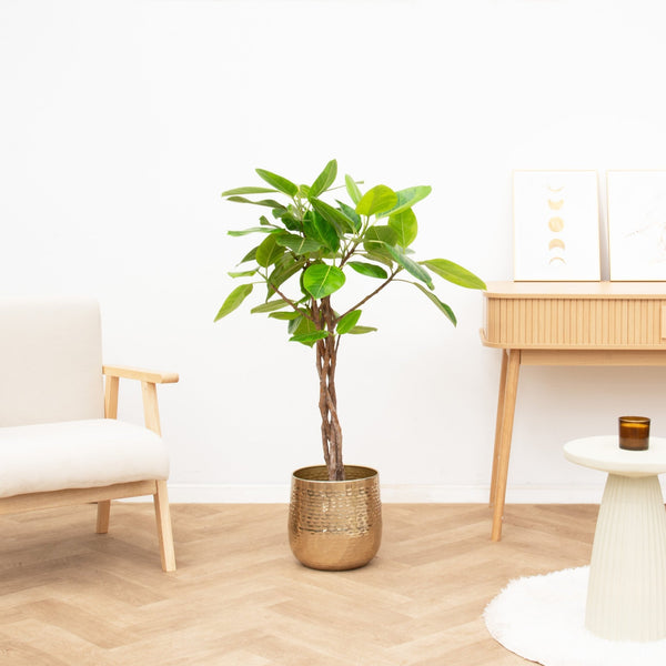 Ficus Benghalensis Altissima gevlochten stam - 120cm