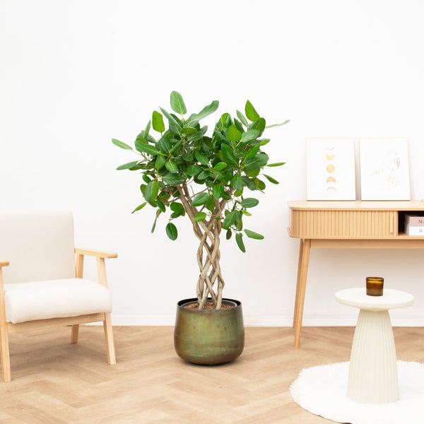 Ficus benghalensis cilinder - 150 cm