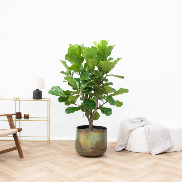 Ficus Lyrata Bonsai struik - 160cm