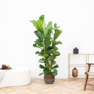 Ficus Lyrata struik XXL - 200cm