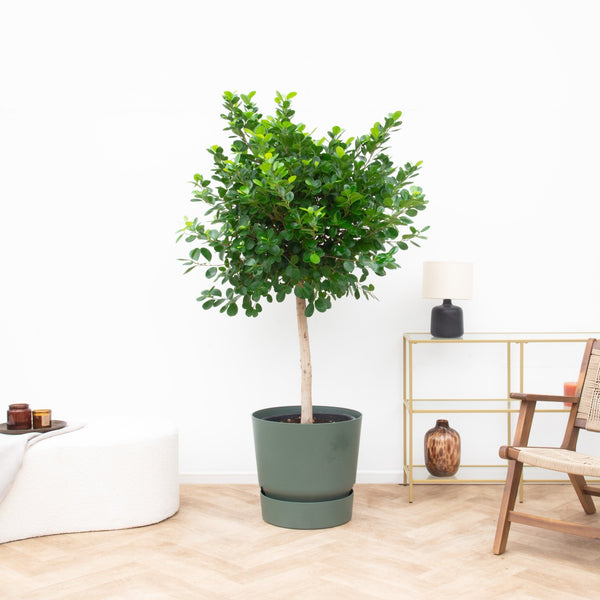 Ficus Microcarpa Panda - 180cm