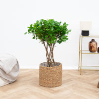 Ficus Moclame cylindre tressé - 120cm