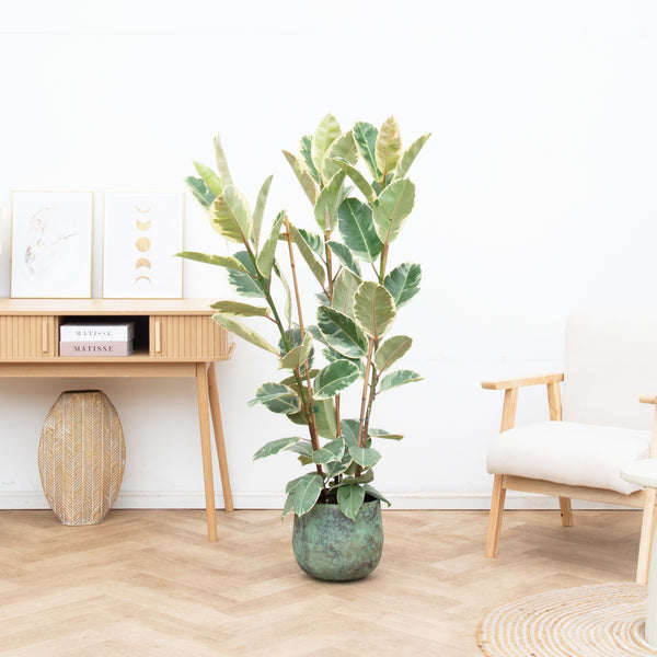 Combi deal - Ficus Tineke struik inclusief pot Elisa - 140cm