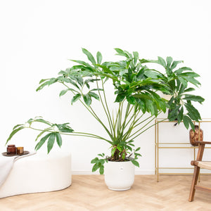 Philodendron Funbun - 150cm