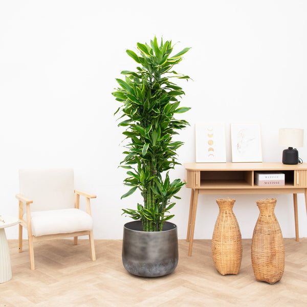 Dracaena Golden Coast - 130cm kopen bij Green Bubble