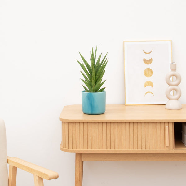 Sansevieria Starshooter - 30 cm