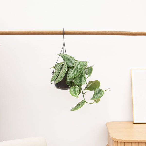 Scindapsus Pictus Trebie hangplant - 40 cm