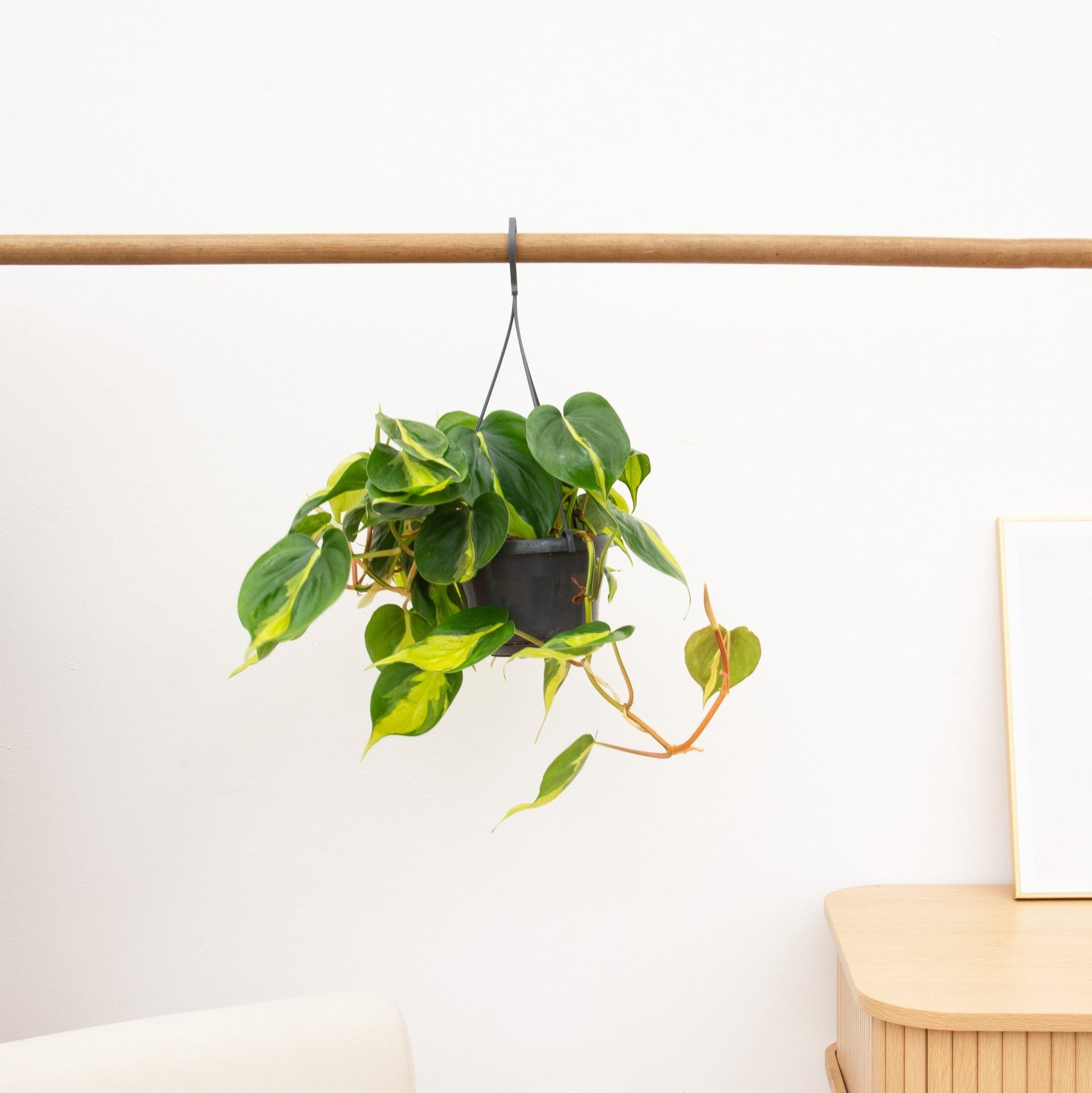 philodendron colgante Planta colgante Philodendron Scandens Brasil | 40 cm