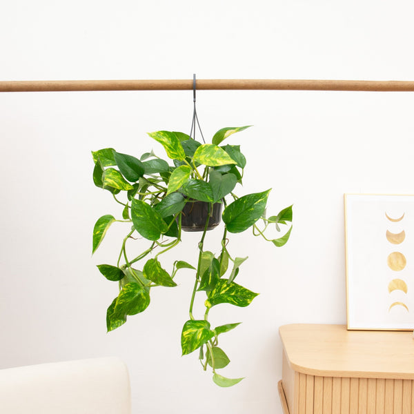 Epipremnum Aureum - 30 cm
