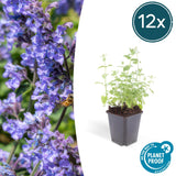 Product afbeelding 7
