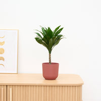 Dracaena Janet Craig op stam - 40cm