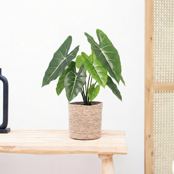 Artificial Alocasia Polly - 40 cm