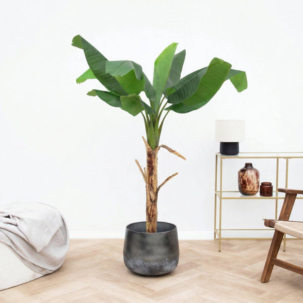 Kunst Bananenplant Musa - 150cm kopen bij Green Bubble
