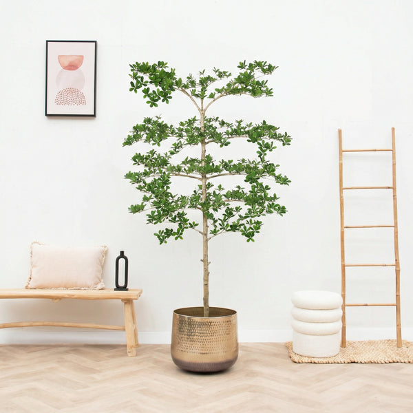 Kunst Bucida - 200cm