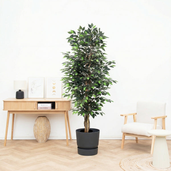 Kunst Ficus Benjamina - 180cm kopen bij Green Bubble