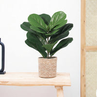 Kunst Ficus lyrata - 40cm