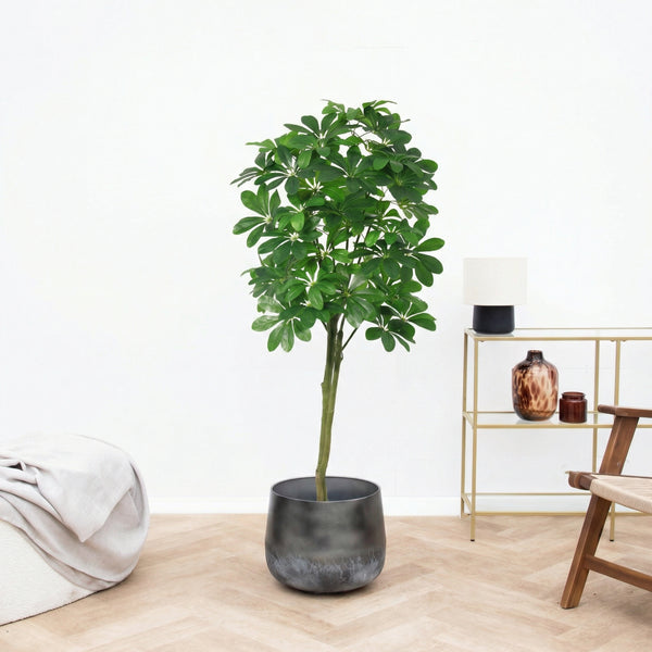 Kunst Pachira Aquatica - 150cm kopen bij Green Bubble