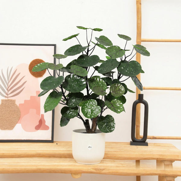 Artificial Polyscias Fabian - 55cm
