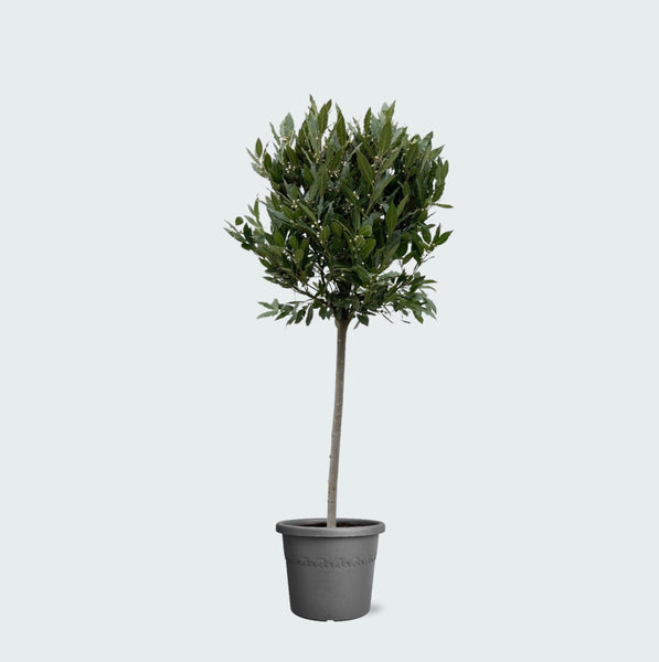 Laurus Nobilis stam - 210 cm