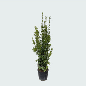 Laurus Nobilis struik - 180 cm