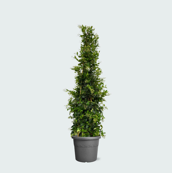 Ligustrum Texano Pyramide - 240cm