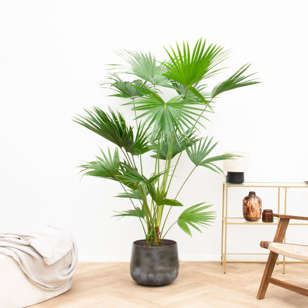 Verrijk je huis met deze 12 prachtige KAMERPALMEN 15 Livistona - 200cm