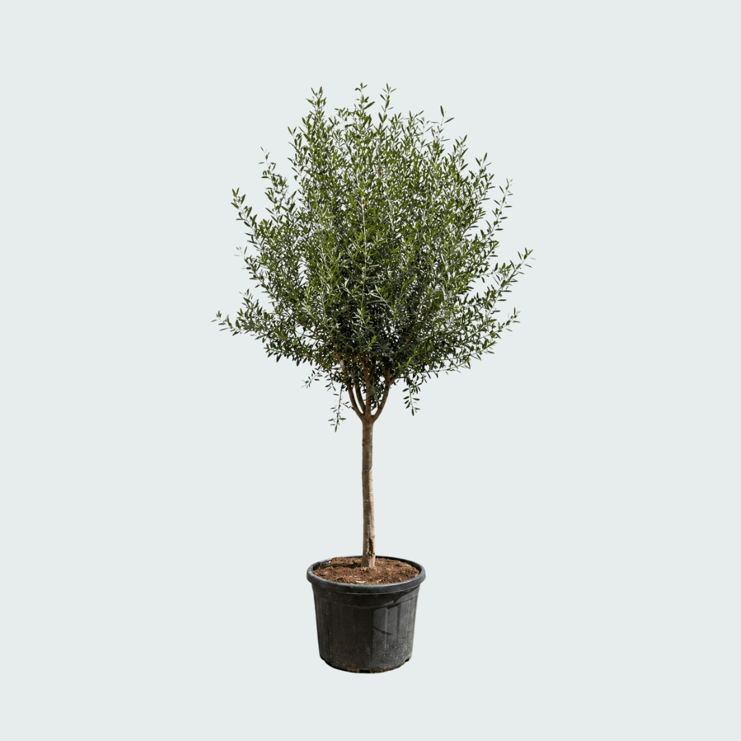 Olivenbaum Olea Europaea Cultivo | 230cm