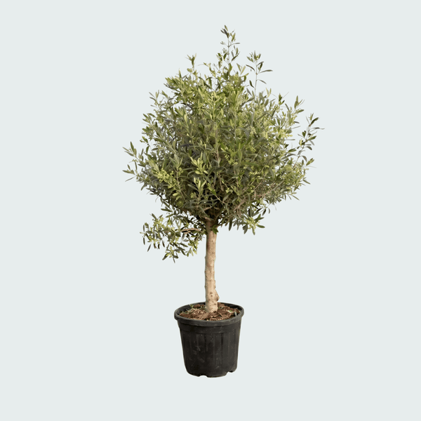 Olijfboom Olea Europaea Lorc - 160cm / stamomtrek 18-22cm