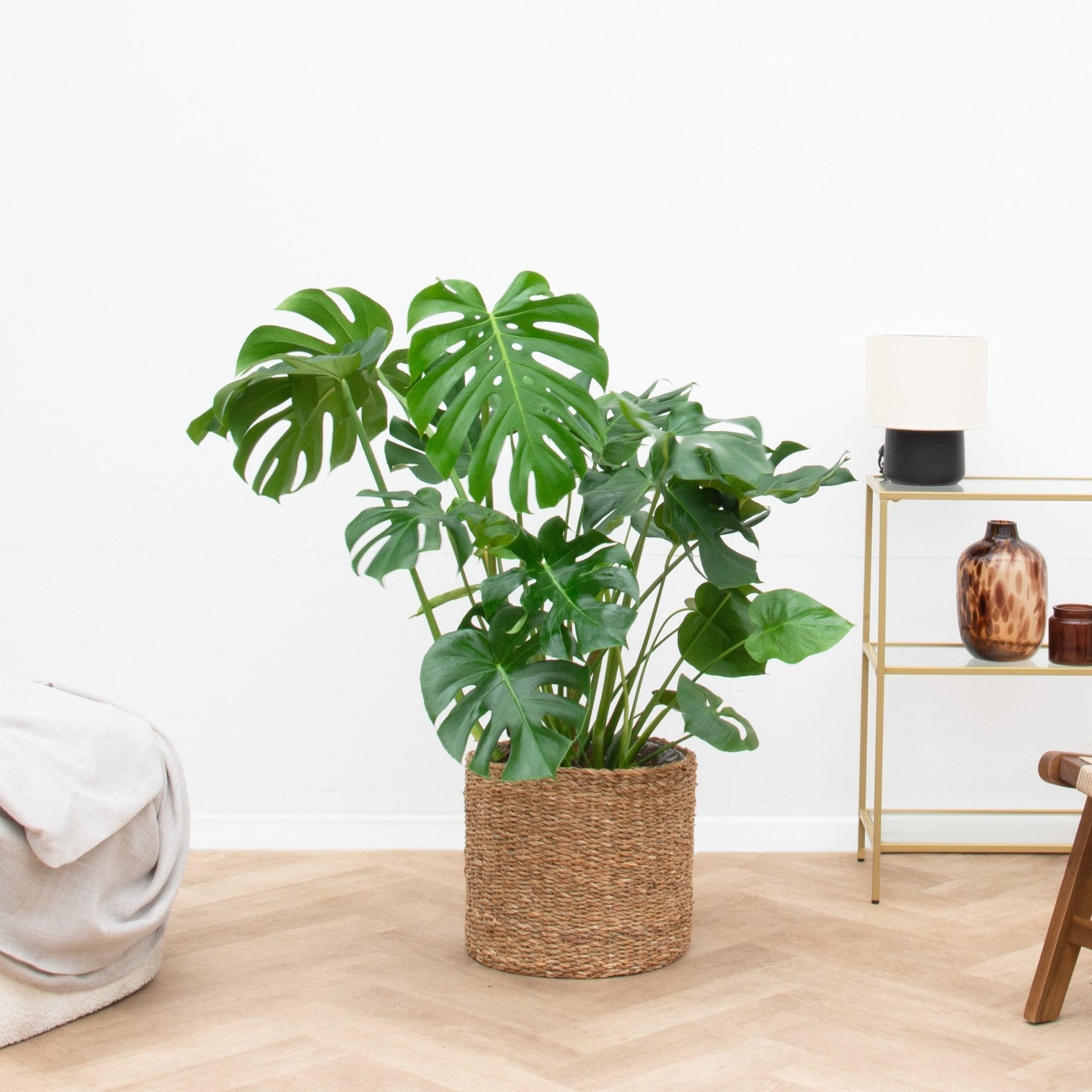 monstera deliciosa bush Monstera Deliciosa - 100cm