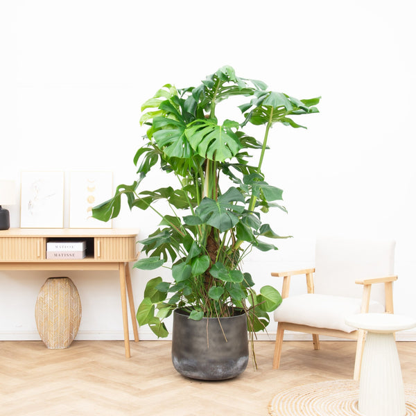 Monstera Deliciosa XXL - 180cm kopen bij Green Bubble