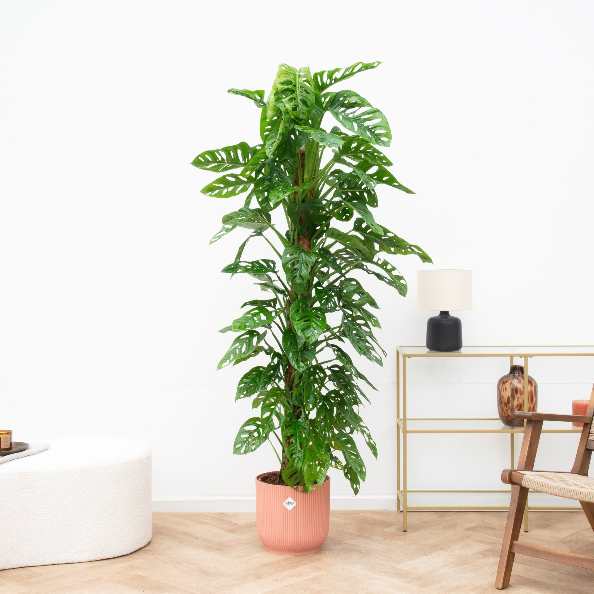 monstera monkey leaf giftig Monstera Monkey Leaf | 170cm