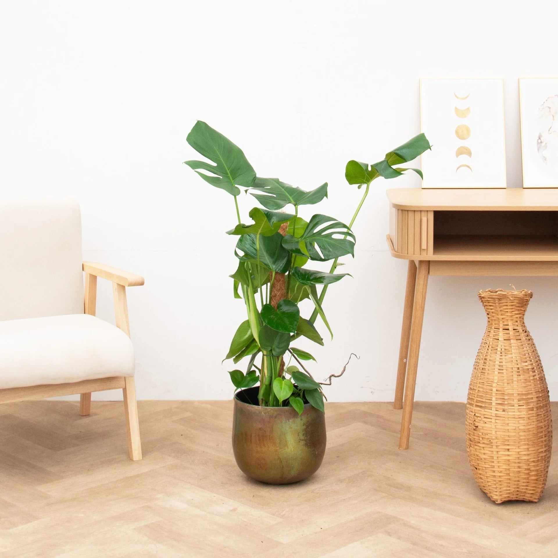 Monstera Deliciosa Moos Stock - 90cm