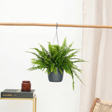 Product afbeelding 2