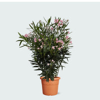 Nerium Oleander krzew - 120 cm