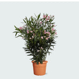 Product afbeelding 1