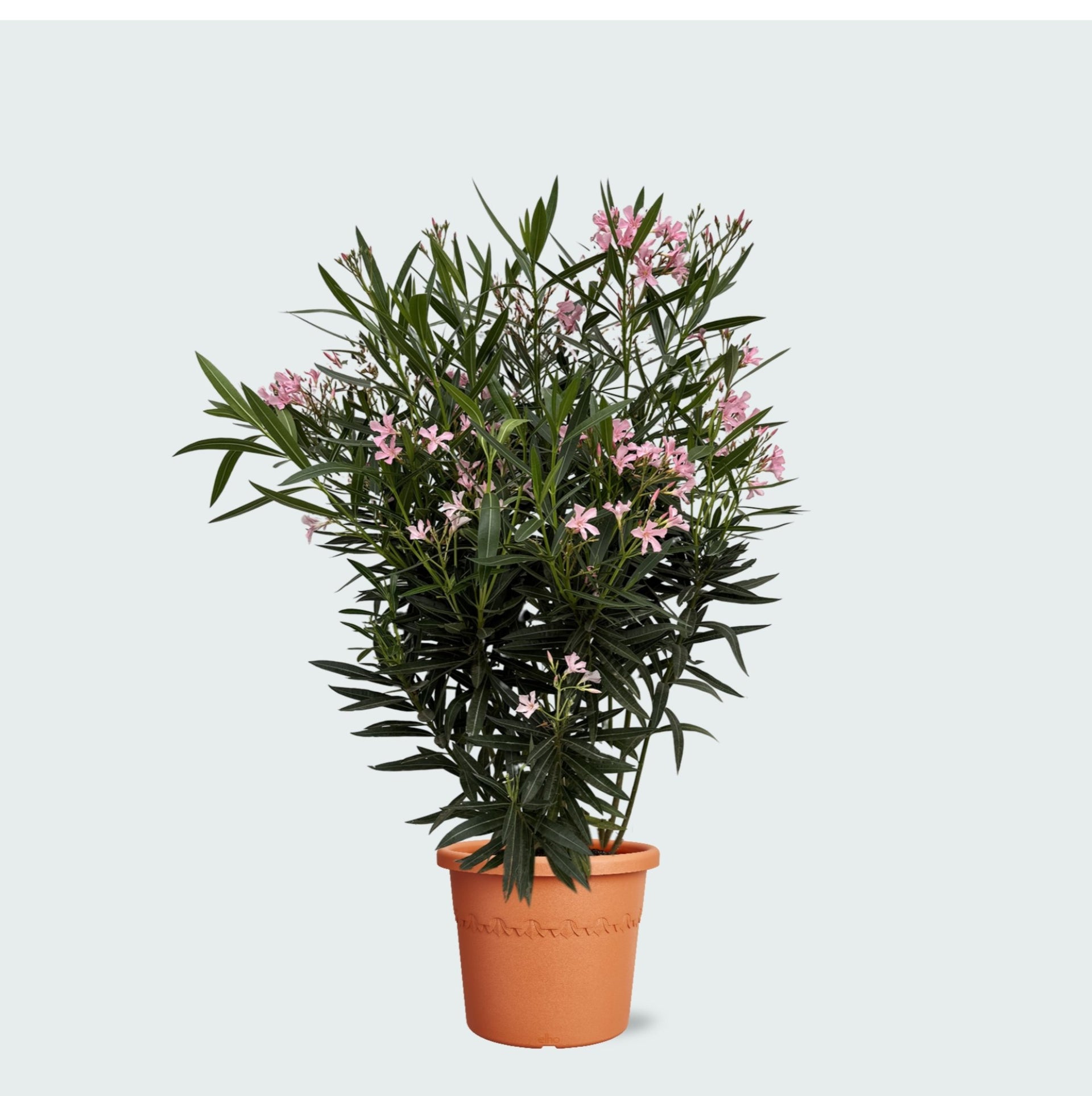 oleander potted plant Nerium Oleander shrub - 120cm